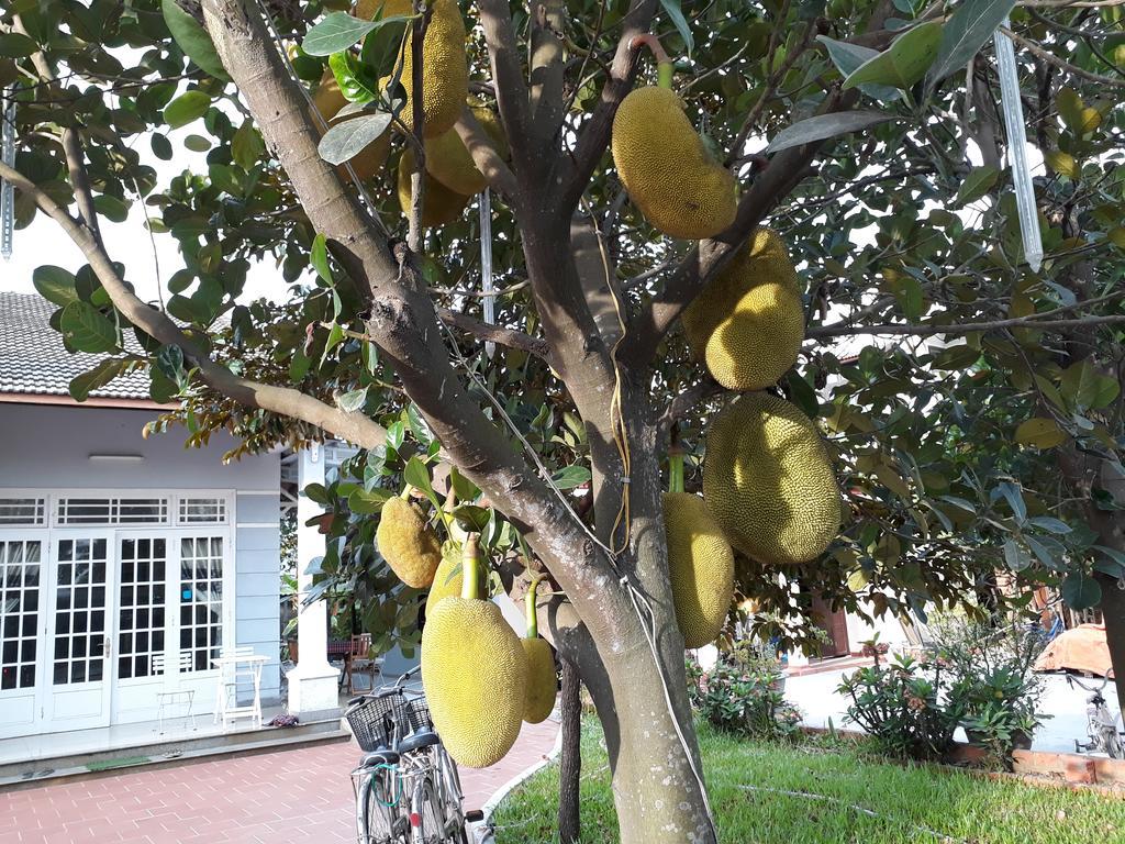 Gingergrass Homestay Hội An Ngoại thất bức ảnh