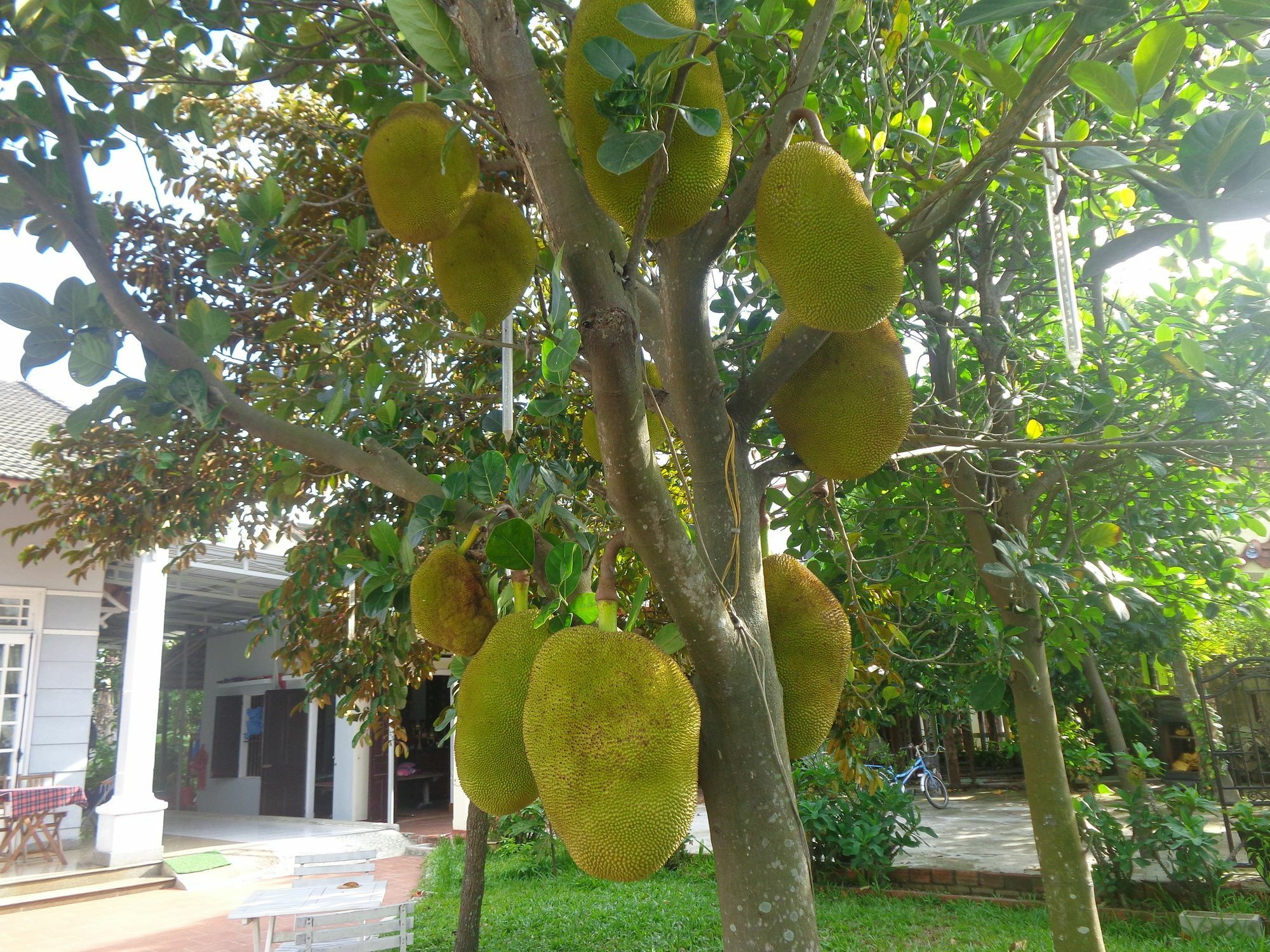 Gingergrass Homestay Hội An Ngoại thất bức ảnh